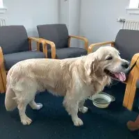 A golden retriever standing in a room next to some chairs