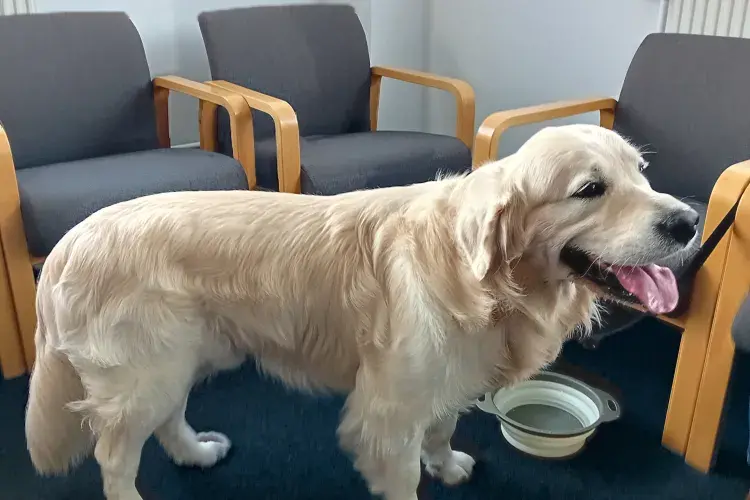 A golden retriever standing in a room next to some chairs