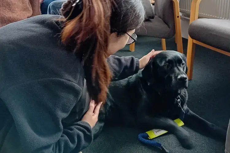 Young woman petting black Labrador dog