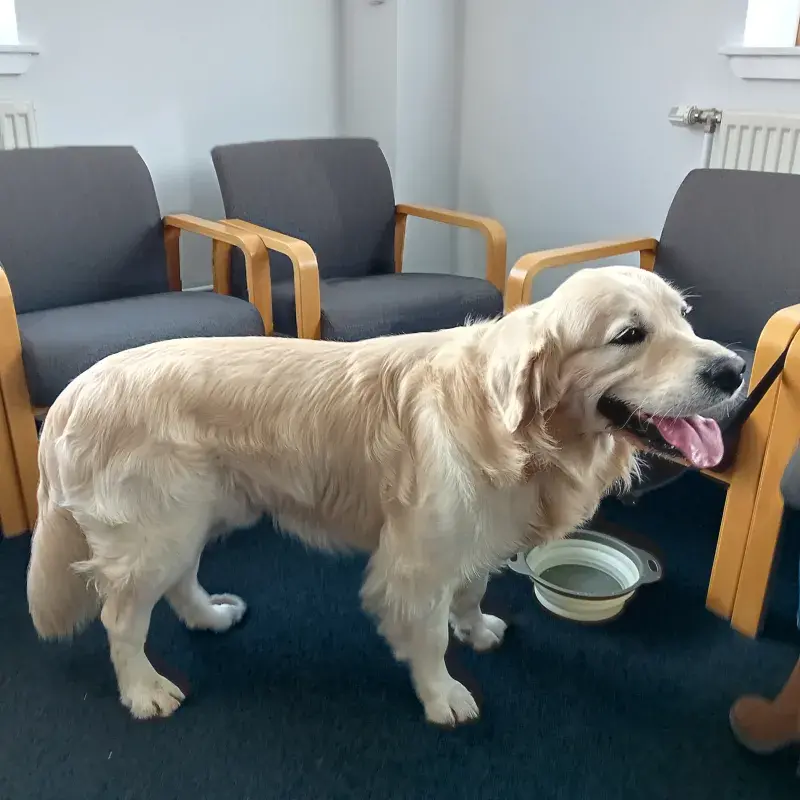 A golden retriever standing in a room next to some chairs