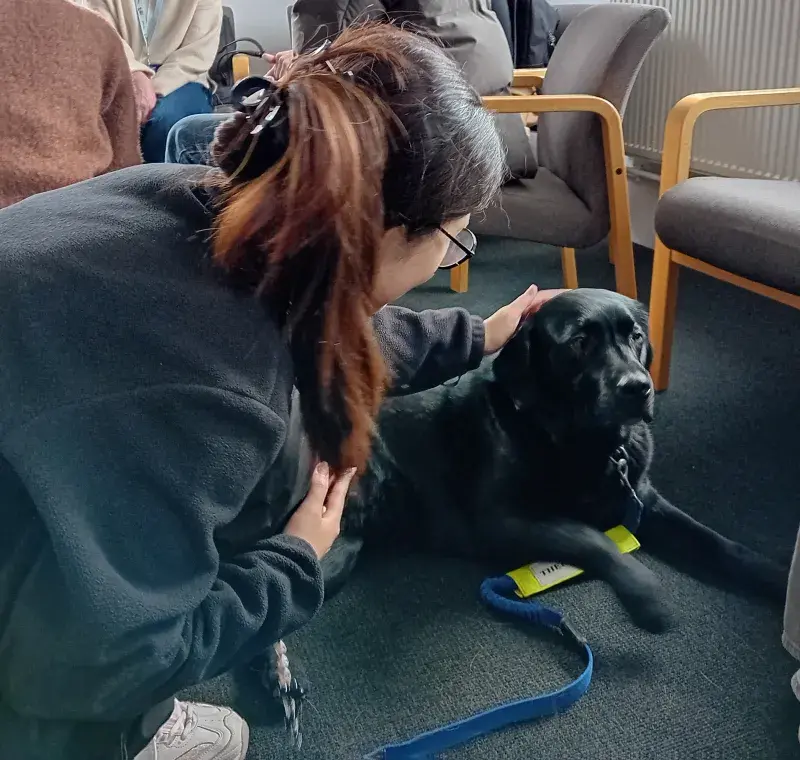 Young woman petting black Labrador dog