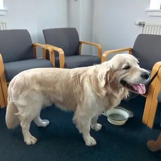 A golden retriever standing in a room next to some chairs