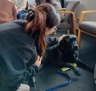 Young woman petting black Labrador dog