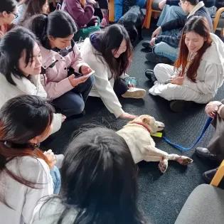 Golden retriever lying down in room being petted by university students