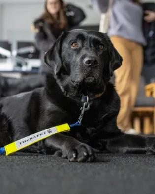 A black Labrador dog sitting down